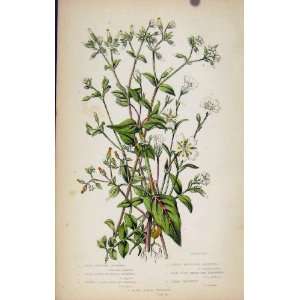 Flowering Plants Water Mouse Ear Chickweed Print