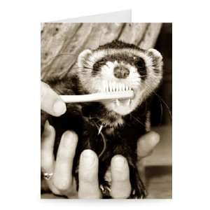  Man brushing the teeth of a ferret circa   Greeting Card 