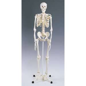 3B Scientific Adult Human Skeleton; Skeleton, Life Size, With Hang Up 
