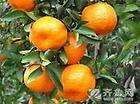 Citrus limon EUREKA LEMON Fruit Tree 15 gallon  