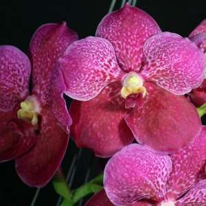 HV12 Orchid Plant Vanda Doctor Anek FCC  Grocery & Gourmet 