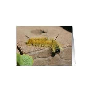  Dagger Moth Caterpillar Nature Photo Blank Note Card Card 
