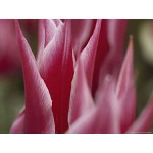 com A Close View of Pink Tulip Petals National Geographic Collection 