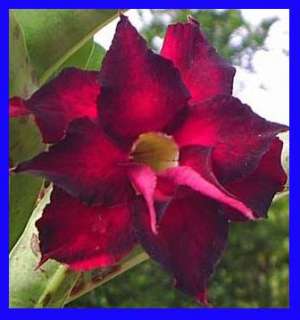 Adenium Obesum Desert Rose  Double Black Beauty  100 Seeds