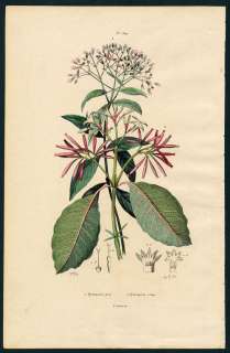 Histoire Naturelle Botanique Fleur Quinquina Gris Rouge   Gravure 19e 