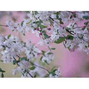  Weeping Cherry Tree Blossoms, Louisville, Kentucky, USA 