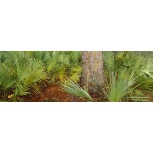  Plants Growing Around a Street, Oscar Scherer State Park 