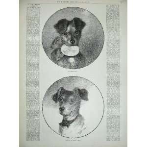   1890 Antique Print LadyS Pet Puppy Dog Walter Allen
