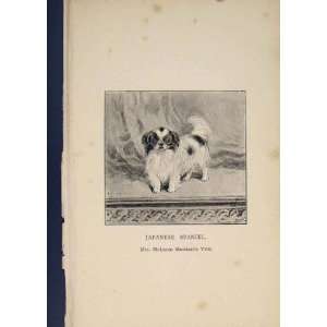   Japanese Spaniel Spaniels Dog Dogs Hound Hounds Print