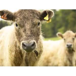 Staring Cow in Herd of Shaggy Cattle Wearing Yellow Ear Tags 