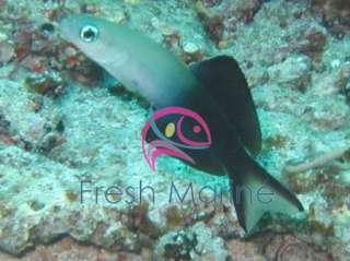 Scissortail Goby Live Saltwater Fish Coral Scissor  