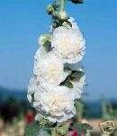 Hollyhock Double Icicle 25 Flower Seeds *Double White*  