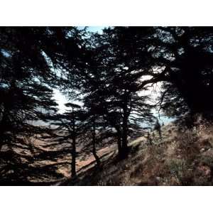  View Through the Branches of Lebanons Famous Cedar Trees 