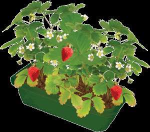 Grow Your Own Strawberries Easy indoor terrarium kit  