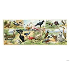  Wading Birds, Including Flamingo, Herons, Pelican, and 