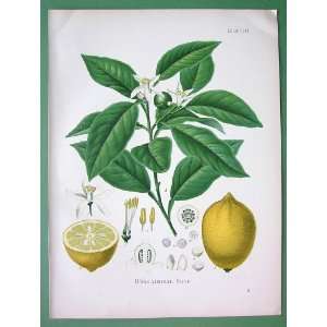  LEMON Citrus Medica Fruit Flower Plant   SUPERB Antique 