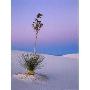  Yucca on Dunes at Dusk, Heart of the Dunes, White Sands 