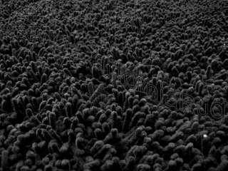 3x5 Area Rug Shaggy Fluffy SHAG Carpet Solid Black 1 Thick 39x58 
