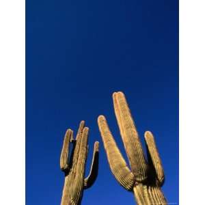  Saguaro Cactus (Carnegiea Gigantea) at White Tank Mountain 