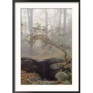  Japanese Maple Trees in the Fog in a Japanese Garden 