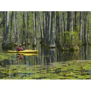  Kayaking, Cypress Gardens, Moncks Corner, South Carolina 