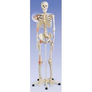   Ligament Skeleton Leo on 5 foot roller stand