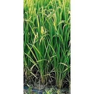 Plants produce high yields of premium quality rice. This variety 