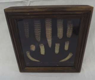 Vintage 9 Rattlesnake Rattles Collection Framed In Wooden Case & Claws 