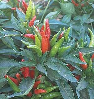Thai Hot Pepper 4 Plants   Extremely Hot  