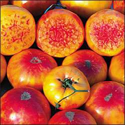 description this tomato is an heirloom yellow orange with red 