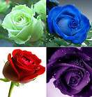 purple rose seeds  