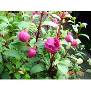  Fuchsia Hollydale Plant Patio, Lawn & Garden