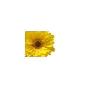  Rudbeckia Goldilocks   25 Seed Patio, Lawn & Garden