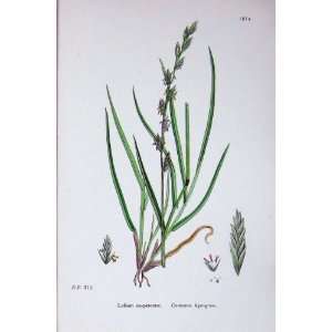   Botany Plants C1902 Common Rye Grass Lolium Eu Perenne