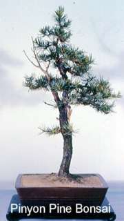 Pinyon Pine Tree 10 Seeds   Pinus edulis   Bonsai SALE*  