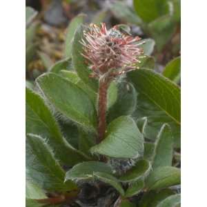  Arctic Willow, Salix Arctica, a Dwarf Arctic Tundra Tree 